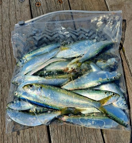 カタボシイワシの釣果