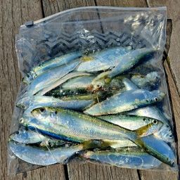 カタボシイワシ