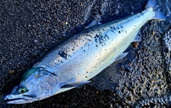 サクラマスの釣果
