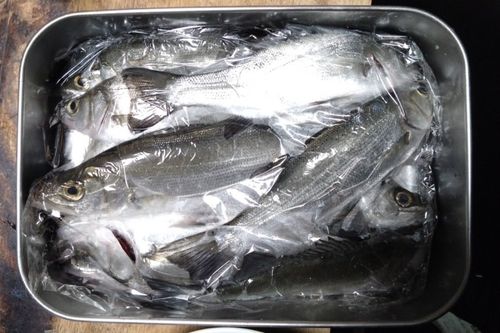 釣果