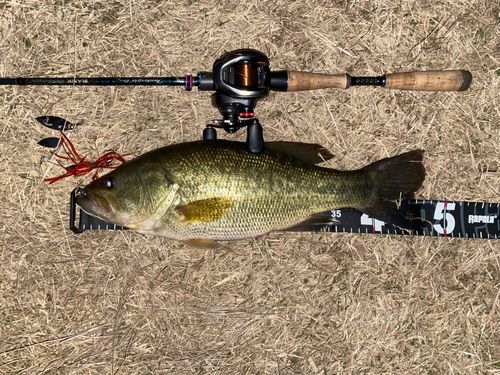 ブラックバスの釣果