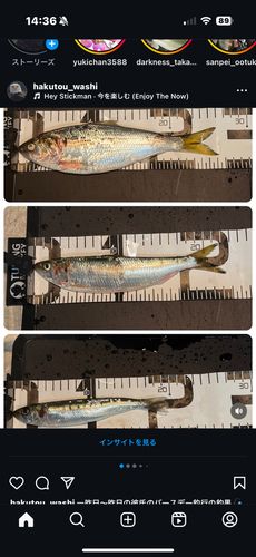 サッパの釣果