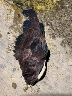 ソイの釣果