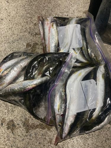 アカカマスの釣果