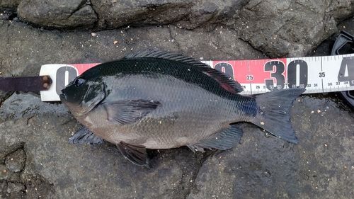 クチブトグレの釣果