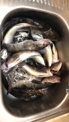 ホッケの釣果