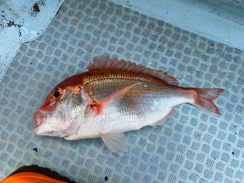 レンコダイの釣果