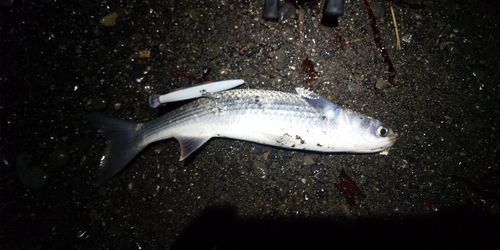 ボラの釣果