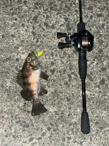 シロメバルの釣果