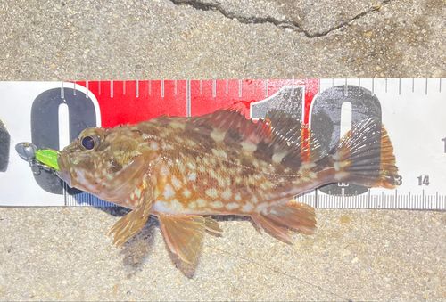 カサゴの釣果