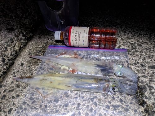 ヤリイカの釣果