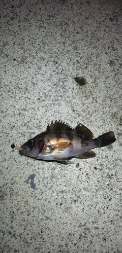 シロメバルの釣果