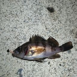 シロメバル