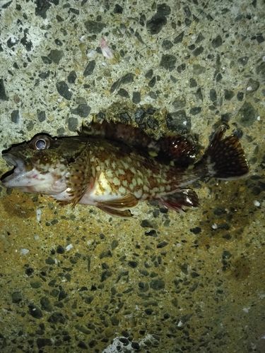 カサゴの釣果