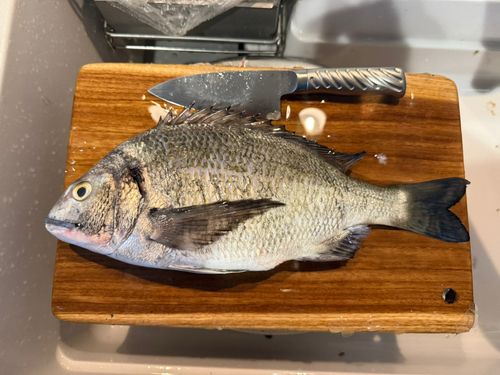 チヌの釣果