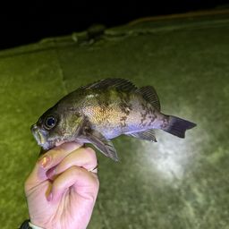 シロメバル