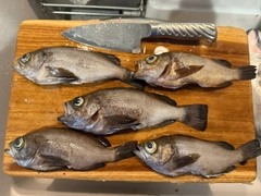 メバルの釣果