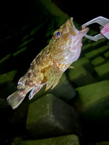 カサゴの釣果