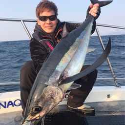 ビンチョウマグロ