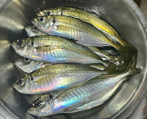 マアジの釣果