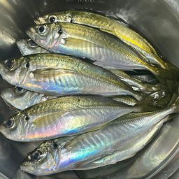 マアジ