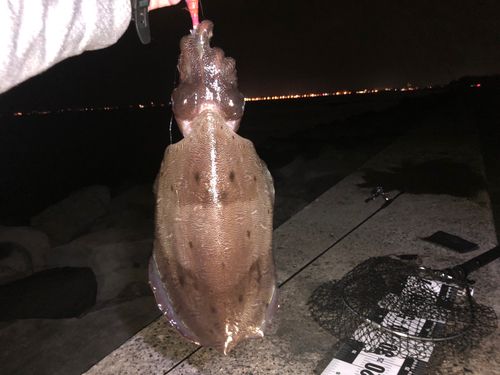 モンゴウイカの釣果