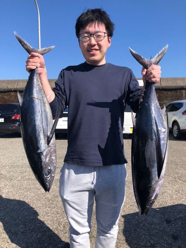 ビンチョウマグロの釣果