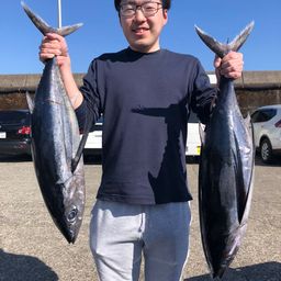 ビンチョウマグロ