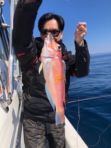 アマダイの釣果