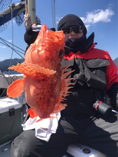 イズカサゴの釣果