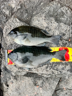 メジナの釣果