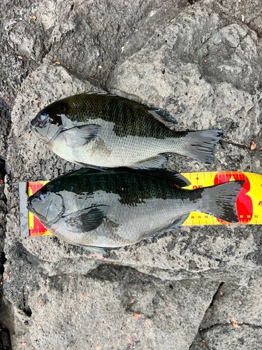 メジナの釣果