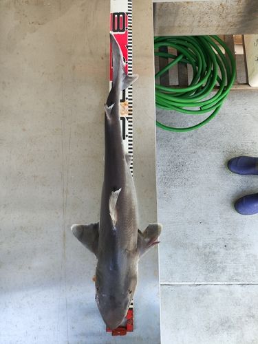 フトツノザメの釣果