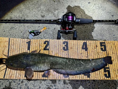 マナマズの釣果