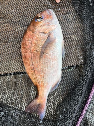 クロソイの釣果