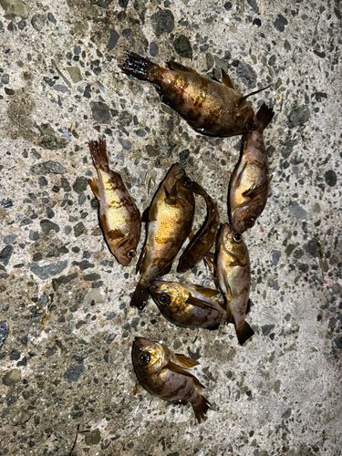 メバルの釣果