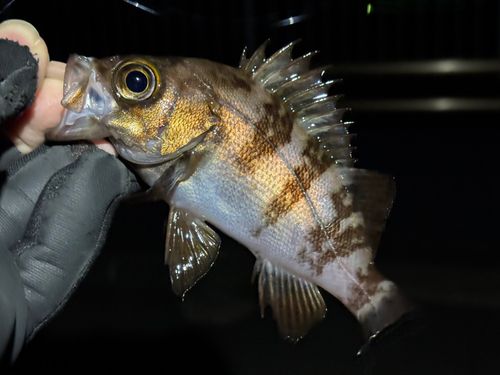 メバルの釣果