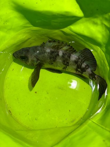 アカメバルの釣果