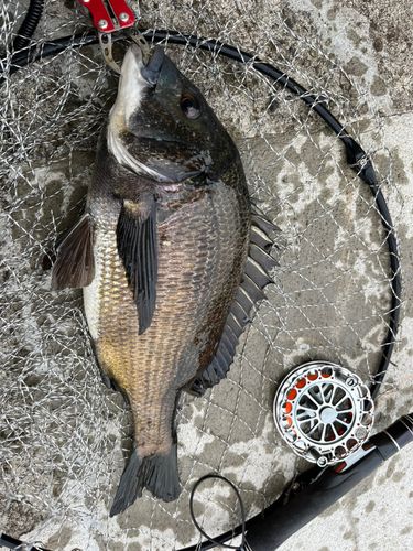 チヌの釣果