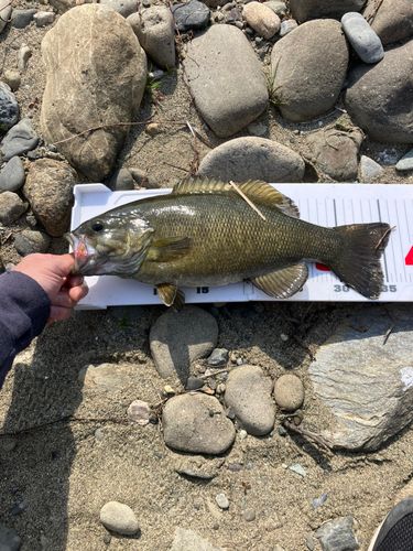 スモールマウスバスの釣果