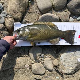 スモールマウスバス