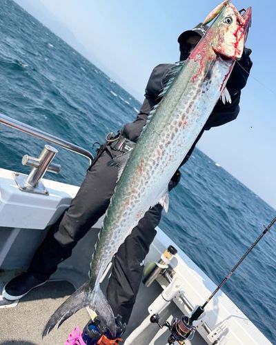 サワラの釣果