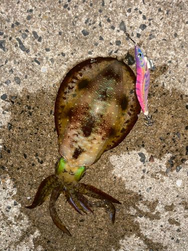 アオリイカの釣果
