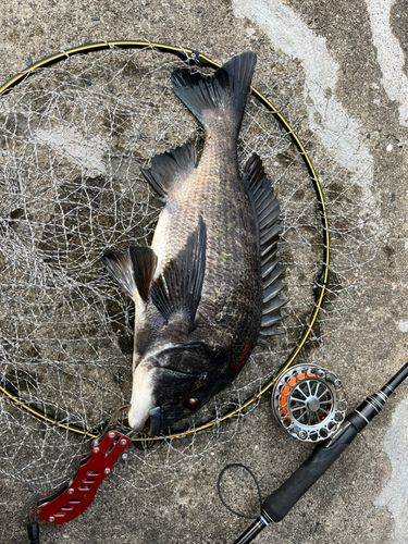 チヌの釣果