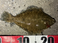クロガシラガレイの釣果