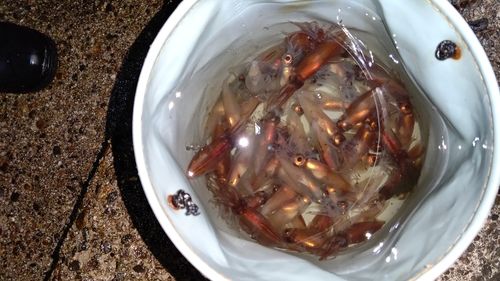 ホタルイカの釣果