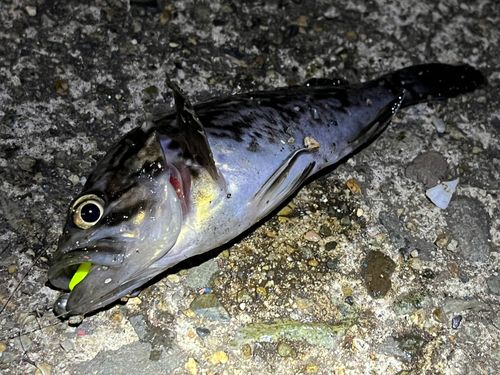 クロソイの釣果