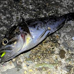 クロソイ