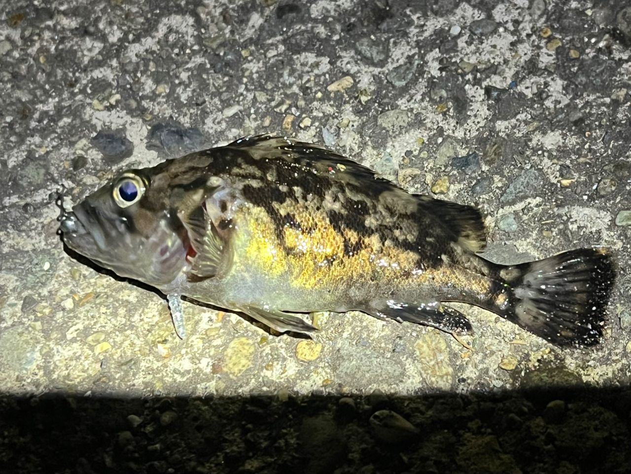 クロソイ