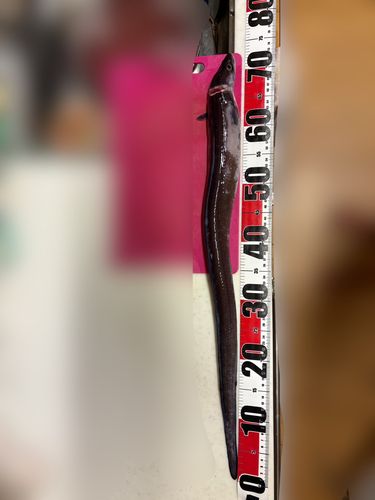 クロアナゴの釣果